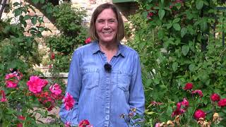 How to Protect Roses from Animal Damage with Melinda Myers and Plantskydd Deer Repellent Profile
