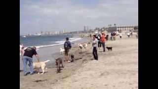 45+ Dogs Celebrate Memorial Day Weekend at Rosie's Dog Beach.