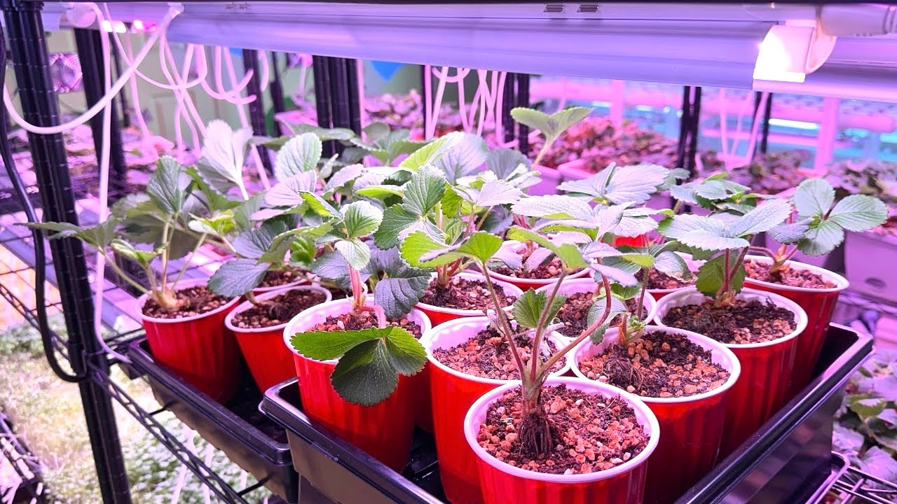 День ухода за растениями: замачивание семян, уборка клубничных кустов и пересадка проросших расте...