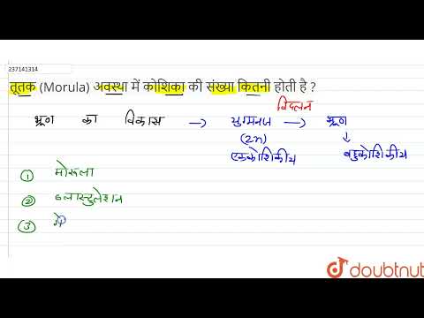 वीडियो: मानव मोरुला कितने कोशिकीय अवस्था में होता है?