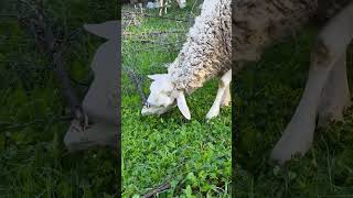 koyunlar ile terapi #asmr #keşfet #viral #trending