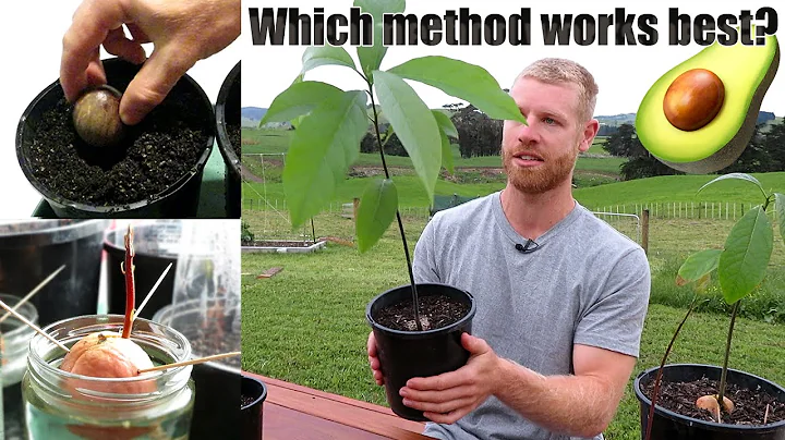 The BEST Way To Grow Avocado From Seed | 0 - 5 Months of Growth - DayDayNews