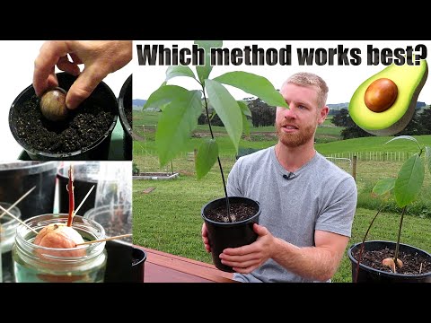 Video: How To Grow An Avocado From A Seed