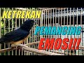 Ketrekan Murai Batu Betina Dijamin Memancing Emosi Murai Manapun Mp3 - Mp4 Download