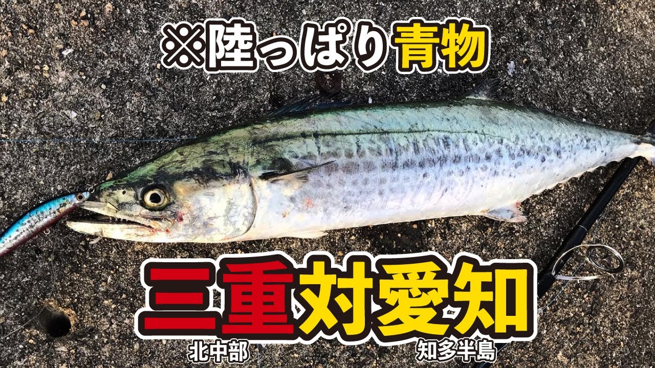 【三重vs愛知】陸っぱり青物ポイント選手権‼︎　※大型河川の三重/地形潮通し◎愛知