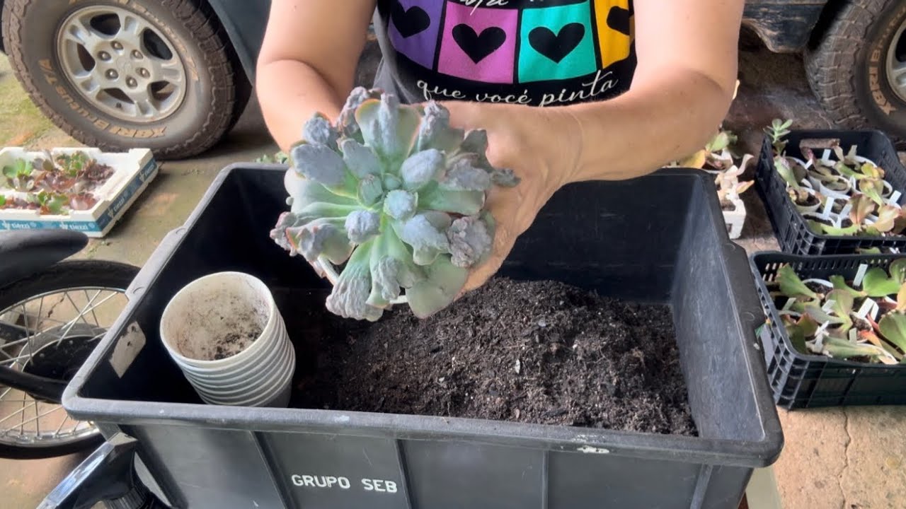 Desenvasando plantas que iram viajar,identificando todas!!#gibifloras #suculentas 🪷