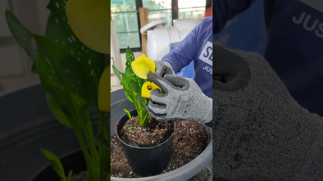 زهرة الكالا