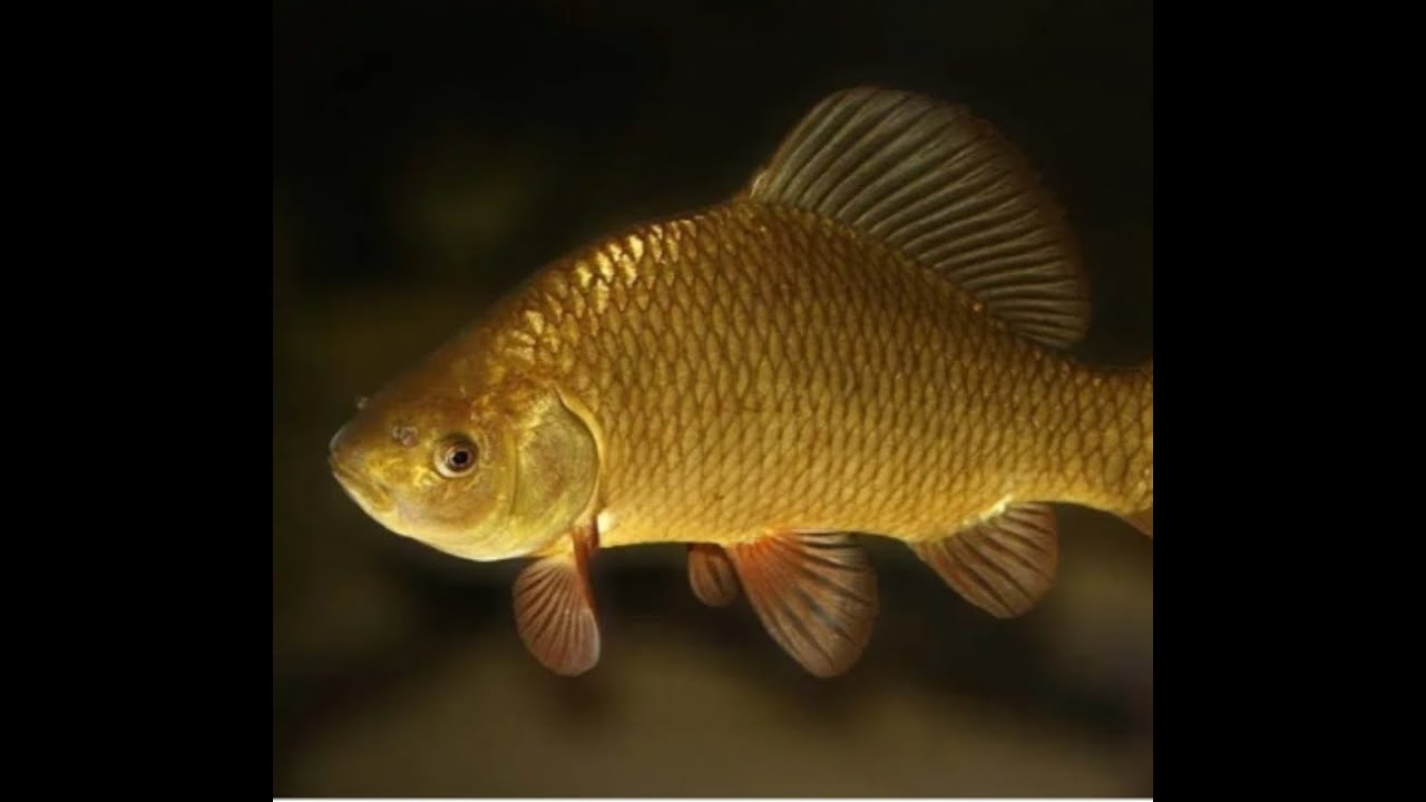 пытаюсь тащить соло в рейтинге