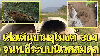 จนท.เฮ พบรอยสัตว์หลายชนิดเดินข้ามหลังคาอุโมงค์ เส้นทางหลวง304 ชี้สมดุลนิเวศ|เดลิ[HOT]นิวส์040362