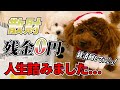 犬とクリスマスを過ごすと莫大な費用がかかります...