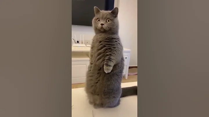 Video 11792001: cats funnycats catlover, funnycats catlover dog, funny cats dogs clean