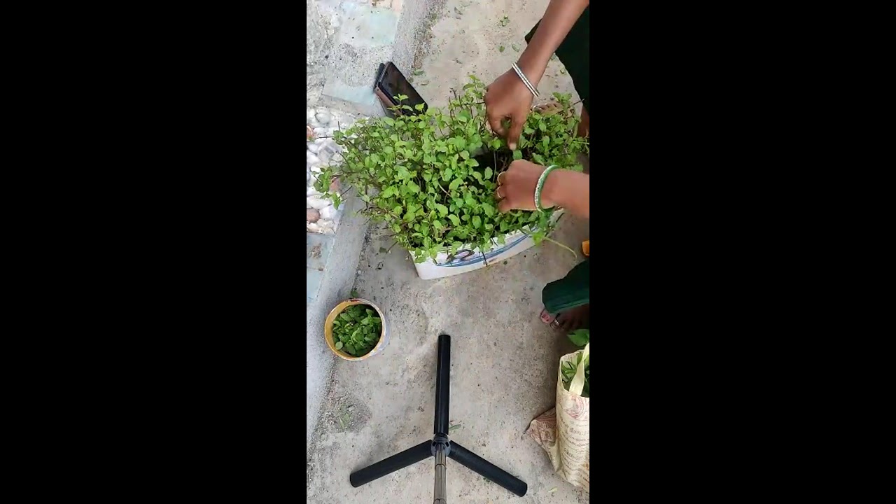Mint leaves peeling