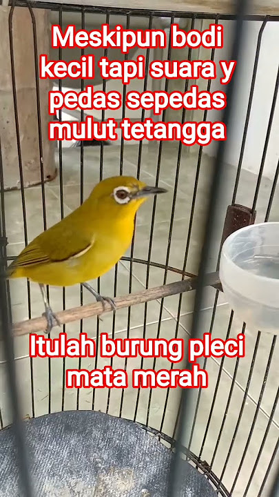 bodi kecil suara pedas pleci mataerah/raja koloni #kicaumania #burung