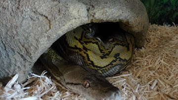 Dwarf Reticulated Python part 2 (olive)