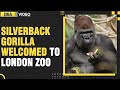 London zoo welcomes new gorilla kiburi from silverback family  silverback gorilla  dnaindianews