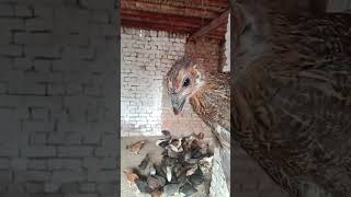 poultry farming project #chickens    #chickenfarmingbusinessplan