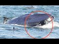 Una ballena se "traga" a un hombre y luego lo escupe vivo