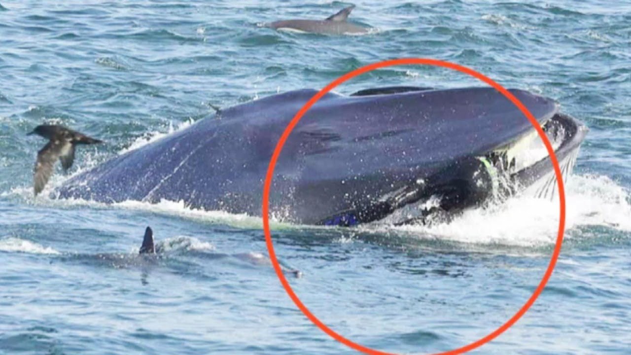 las ballenas atacan a los humanos
