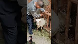 Quick On-Site Rescue For A Sheep Stuck In A Wooden Pen Fence
