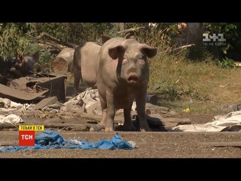 Близько сотні невловимих свиней тримають у страху ціле село на Полтавщині