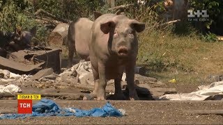 Близько сотні невловимих свиней тримають у страху ціле село на Полтавщині
