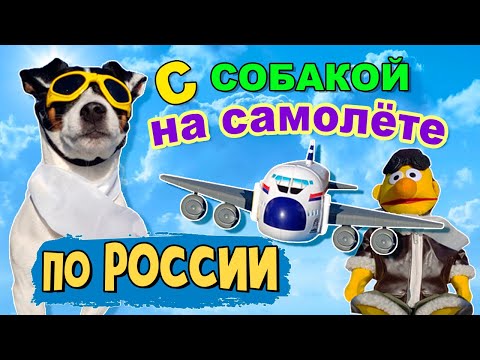 Как перевезти собаку в самолете по России. Правила и документы. Наш опыт