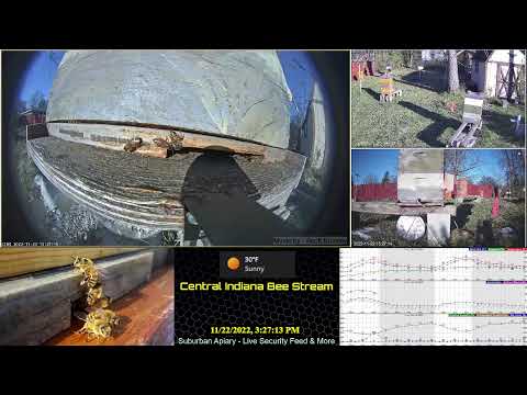 22/11/22 - Will we top 40 degrees? Honey Bee Hive Security Feed & More - Central Indiana USA