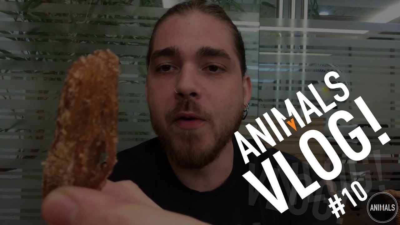 Vlog Animals #10 (Out.2018)