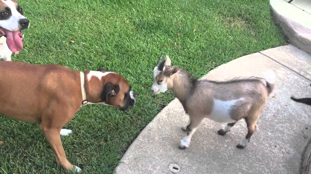 david the boxer verses tiny goat nacho youtube