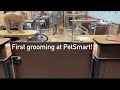 English Bulldog FIRST time grooming at PetSmart