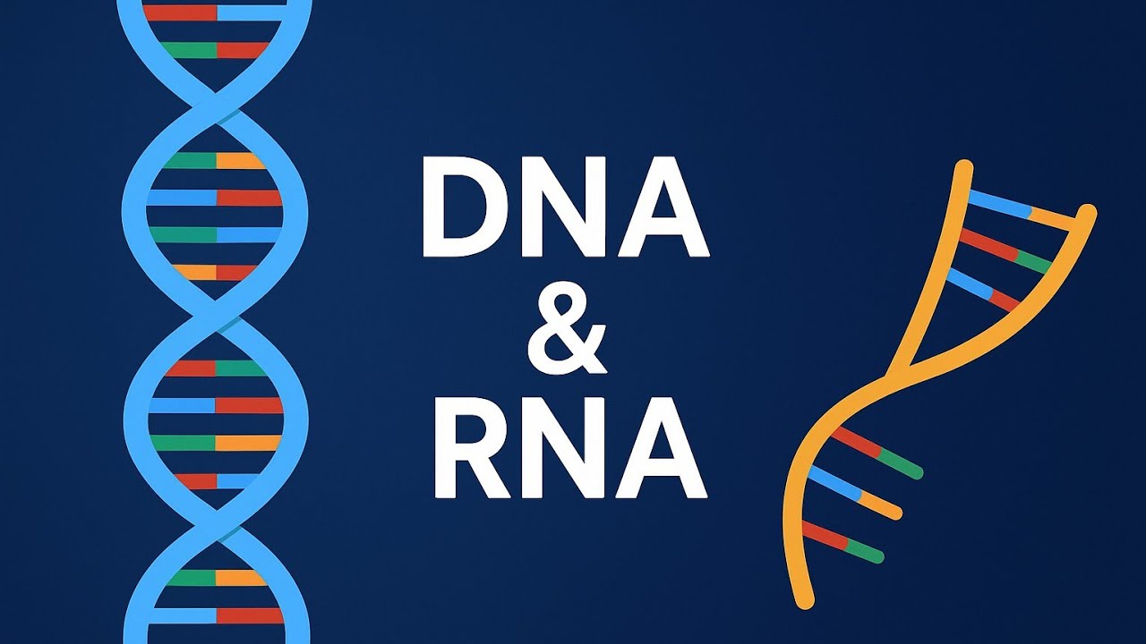الحمض النووي DNA & RNA