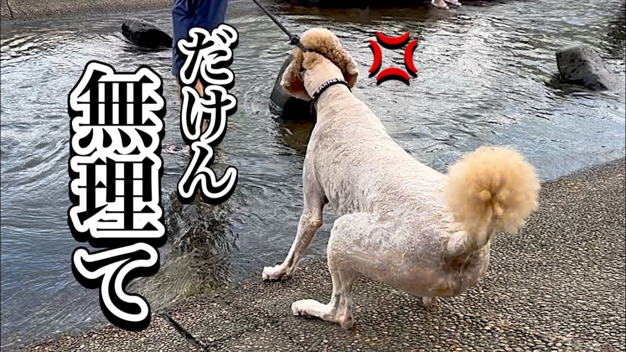 【完全拒否】先祖:水猟犬のスタンダードプードルが川遊びを拒否　クロミの愛車が…   賢いと言われるスタンダードプードルに芸を教えた結果|野良猫|売れ残り|熊本|ミニマリスト