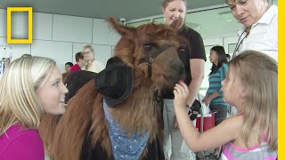 癒し！セラピーリャマのロッホ | ナショジオ