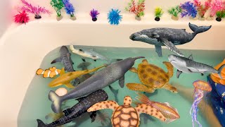 OCEAN BATH SINK OR FLOAT COLLECTION | SEA TURTLES, SHARKS, WHALES, FISH animal kids video
