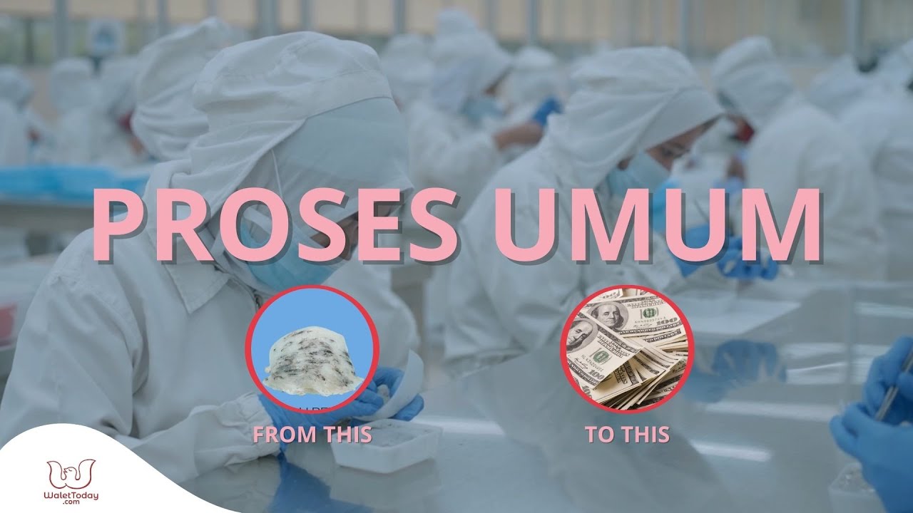 Gambaran Umum Pemrosesan Sarang Burung Walet