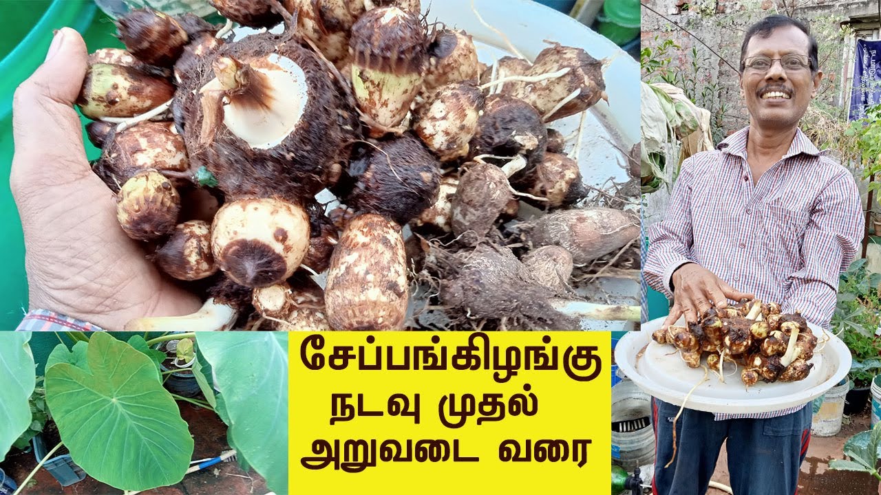 சேப்பங்கிழங்கு நடவு முதல் அறுவடை வரை- Sembu planting to harvest - YouTube