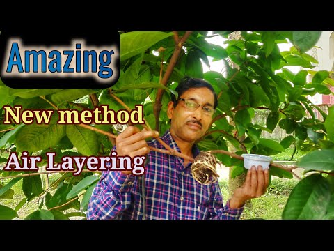 Learn the Amazingly New Method in Air Layering with Great Result !