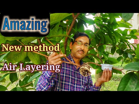 Learn The Amazingly New Method In Air Layering With Great Result !