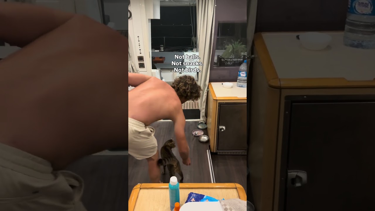 POV: You think you can roll the ball past Simba.