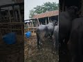 #reels #shorts #cowbd
