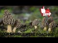 A poacher stole our morel mushrooms  morels mushroom foraging poacher forage survivalist