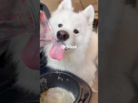 お好み焼き風ごはん作ったら爆食してくれました!