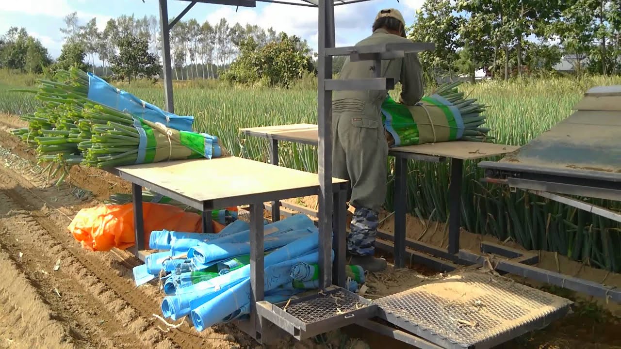 北海道長ネギ収穫