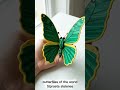 Butterflies of the World. Top 7 Most Beautiful Species. #transformation #butterfly
