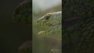 How a Lizards bite locks on🤔 #ytshorts #lizard#viralvideo#science