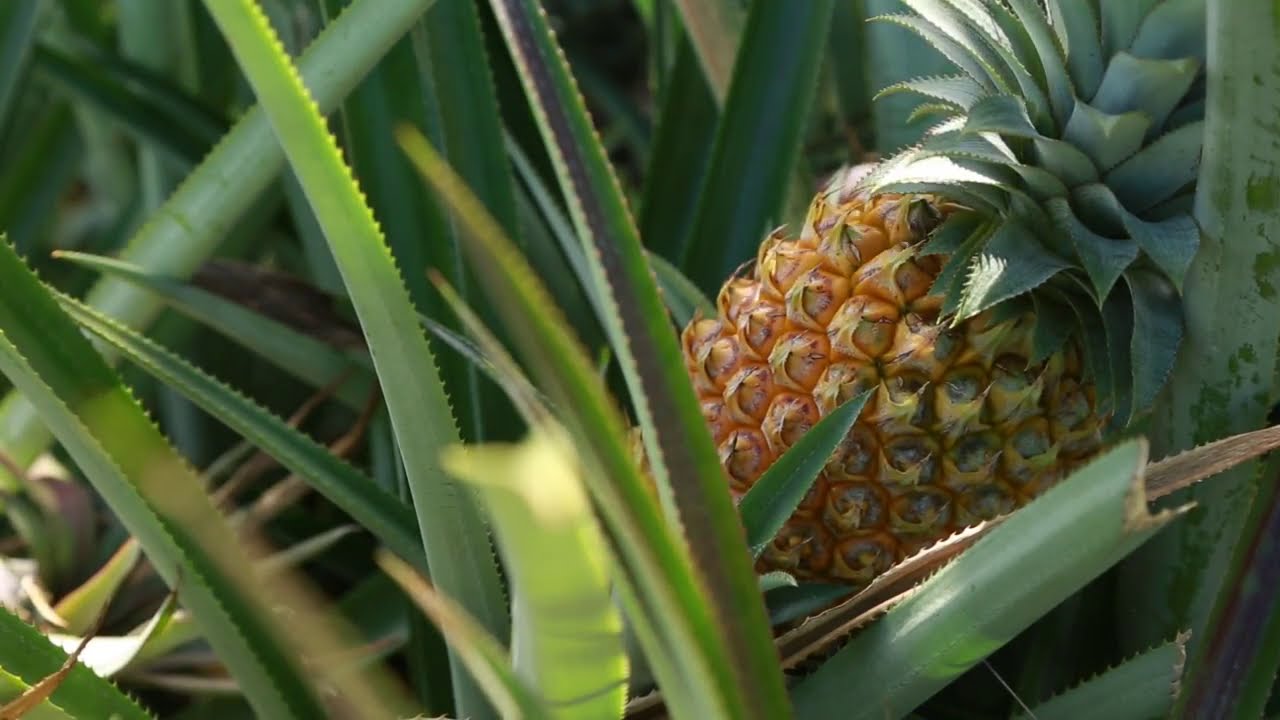 Tutoriel: Comment cultiver l'ananas en Polynésie Française?