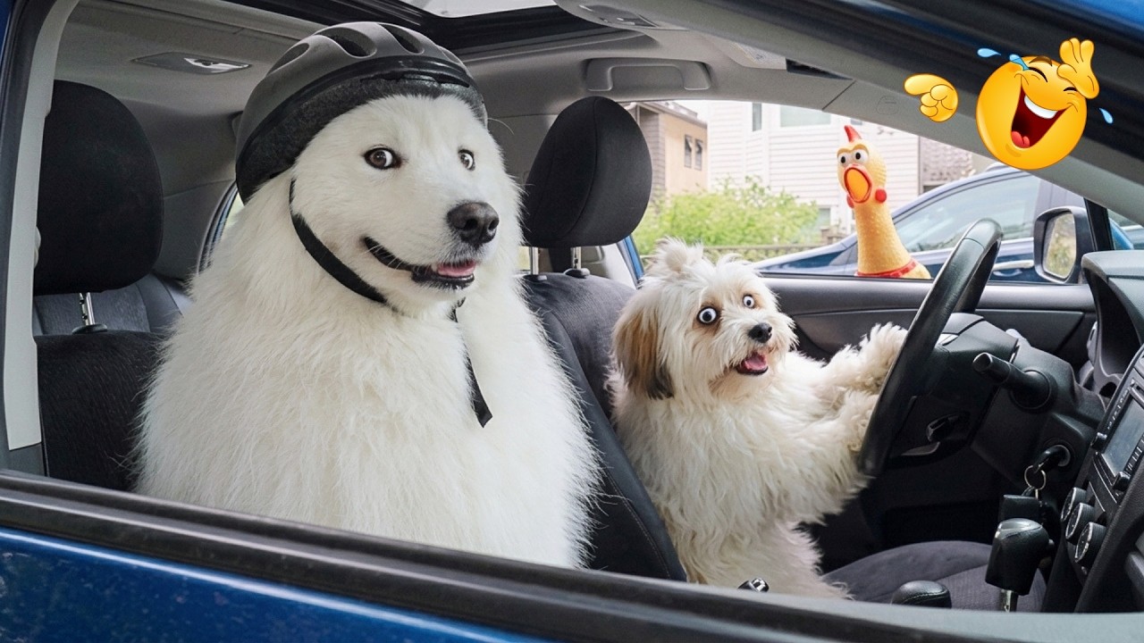Watch Try Not To Laugh Challenge 🤣 Funny Animals That Make Every 'Oops' Moment Absolutely Legendary! on YouTube Watch Try Not To Laugh Challenge 🤣 Funny Animals That Make Every 'Oops' Moment Absolutely Legendary! on YouTube