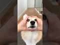 Cute corgi action 🥰 #goodthing #cute #ilovegadgets #trendingshorts