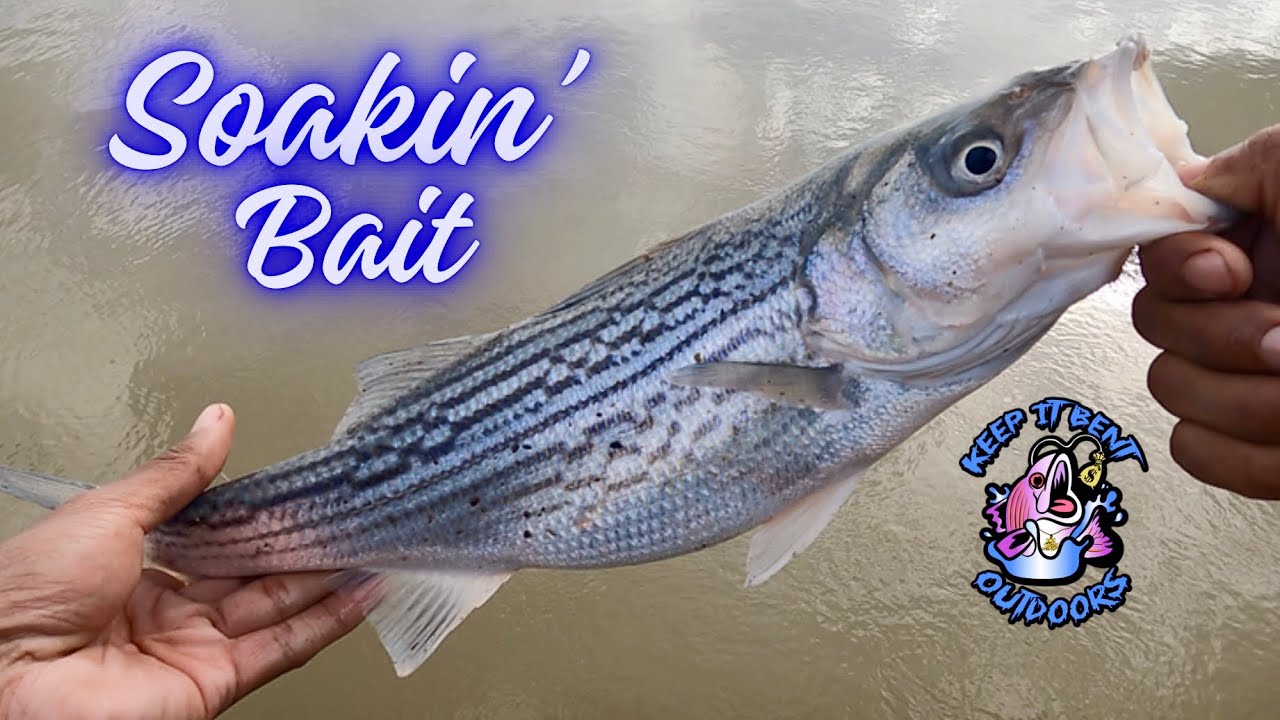 Bait Fishing For Delta Striped Bass