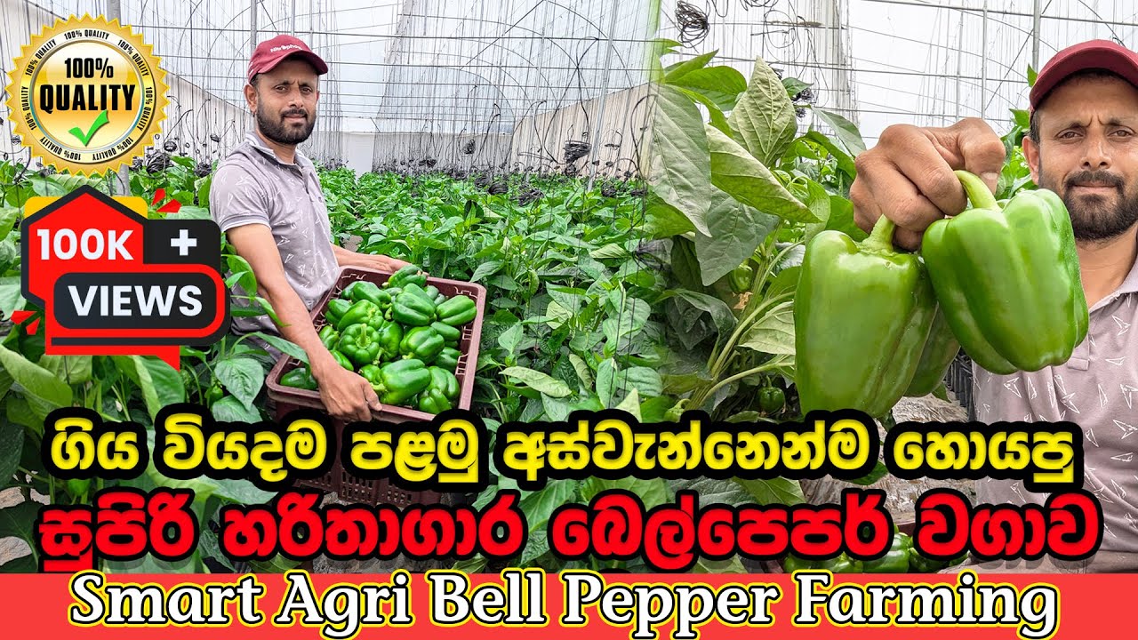 පළමු ගෙඩි මුරයෙන්ම ගිය වියදම හොයපු බෙල් පෙපර් වගාව | Polytunnel  Bell pepper Farming | Smart Agri